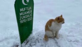 Mačak Muamera Zukorlića ni poslije dva mjeseca ne odlazi sa njegovog groba (FOTO)