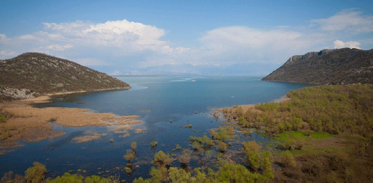 SRAMOTA: Krivolov na Skadarskom jezeru, ribu love strujom /VIDEO/